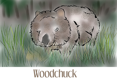 woodchuck
